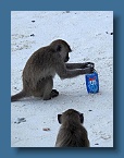 30 Another thirsty monkey